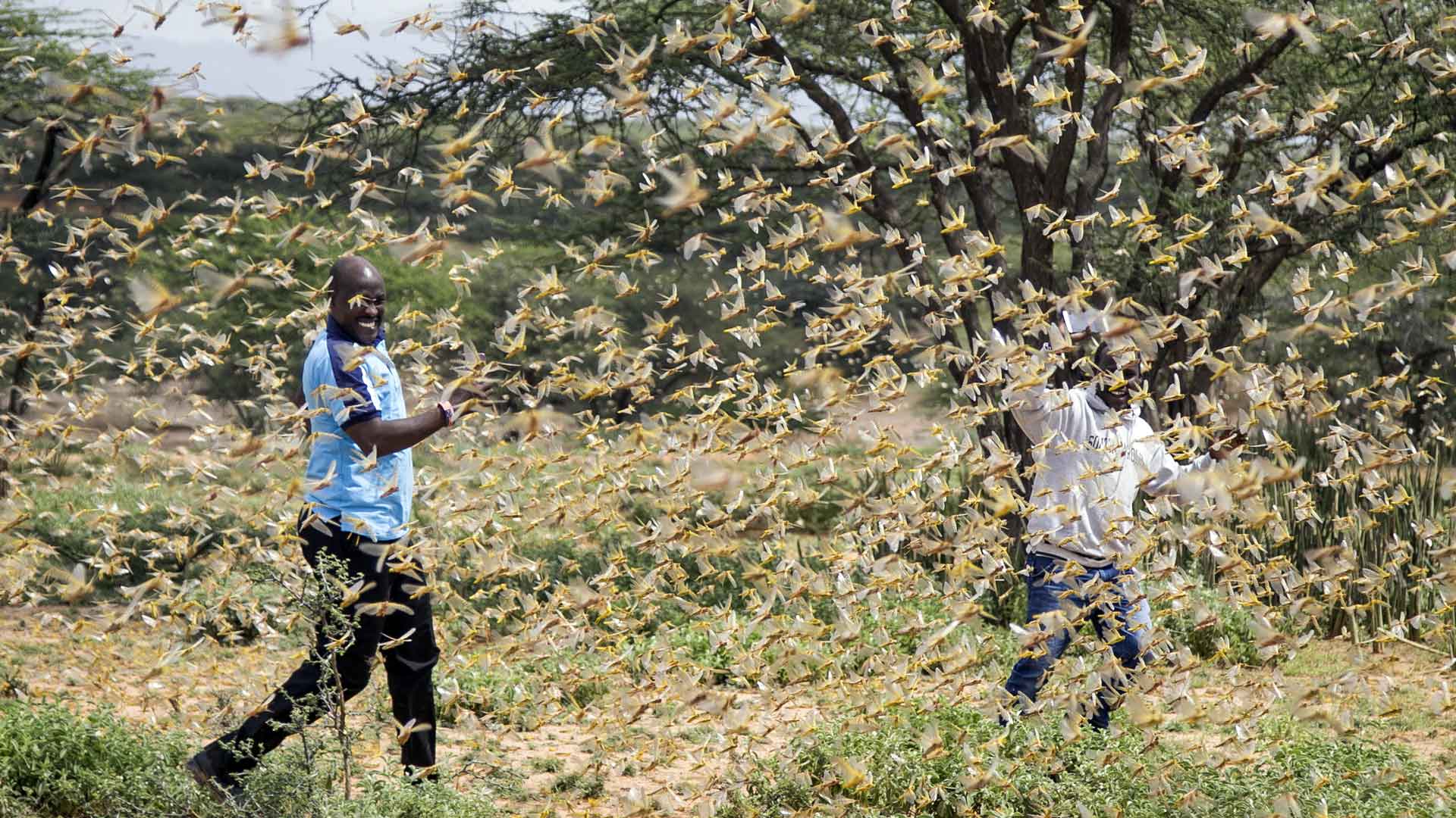 Zwei Männer kämpfen mit Heuschrecken in Ostafrika