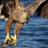 Seeadler mit Beute, Fisch