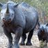 Gute Nachrichten: 2019 sind die Wildereizahlen in Südafrika um fast ein Viertel zurückgegangen. © Lindsay Balsamo / WWF