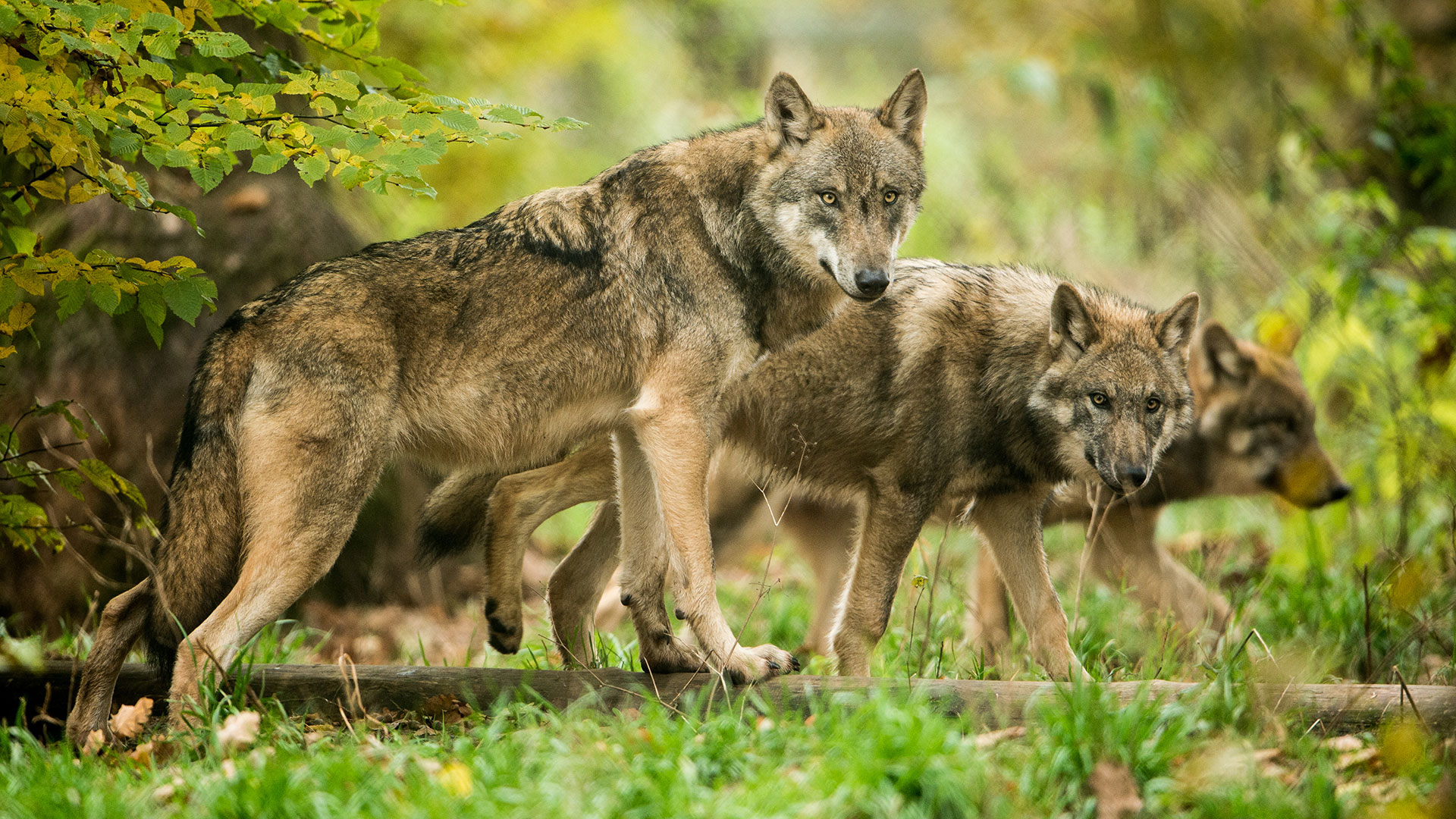 Wie viele Wölfe leben wirklich in Deutschland? Spurensuche mit Artenschutzhunden
