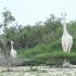 Weiße Giraffe mit Kalb am Fluss in Kenia