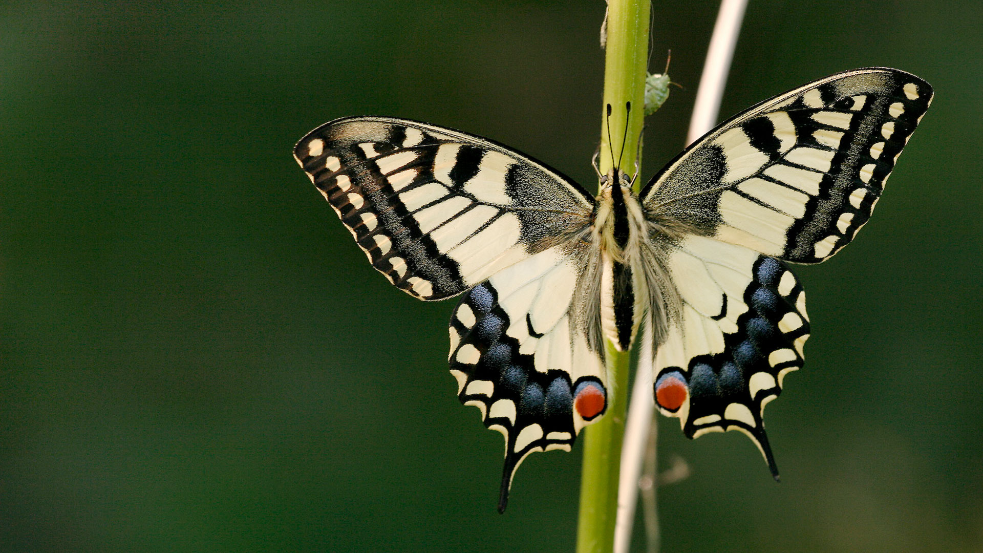 Unsere Schmetterlinge verschwinden. Woran liegt das und was kann jeder selbst tun?