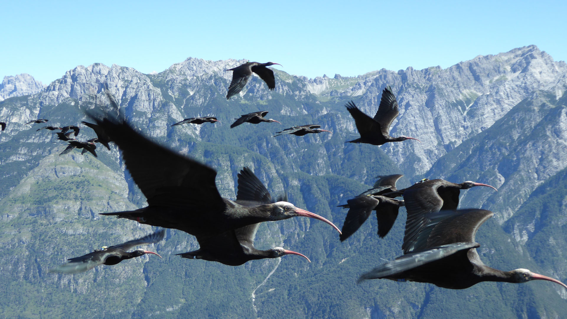 Inzwischen gibt es schon ungefähr 100 Waldrappe, die selbstständig über die Alpen ziehen. © Waldrappteam / LIFE Northern Bald Ibis