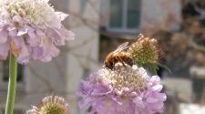 Damit mein Balkon bienenfreundliche Pflanzen bekommt, hab ich mich mit Expertentipps versorgt. © Niklas Kolorz / WWF