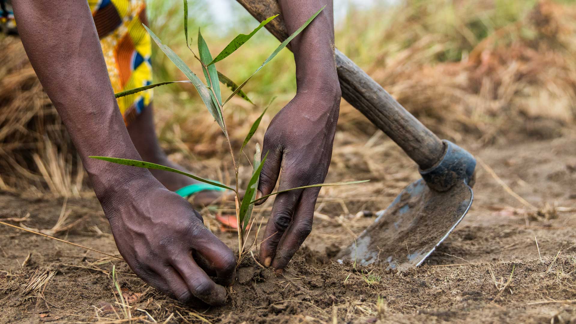 Landwirtschaft nach Corona: Frau pflanzt in Afrika