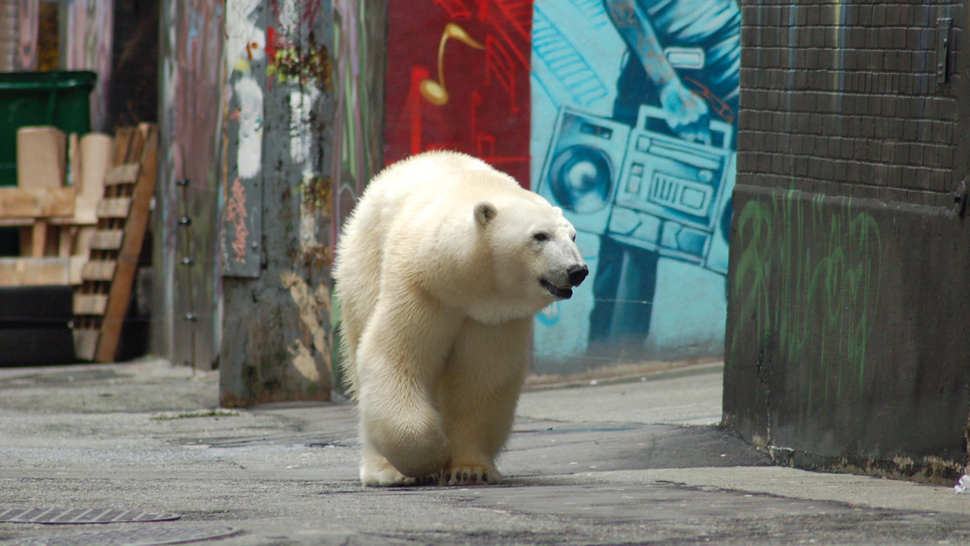Corona Tiere: Eisbär in der Stadt