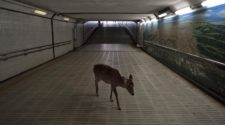 Corona: Hirsch in der Ubahn Tokio
