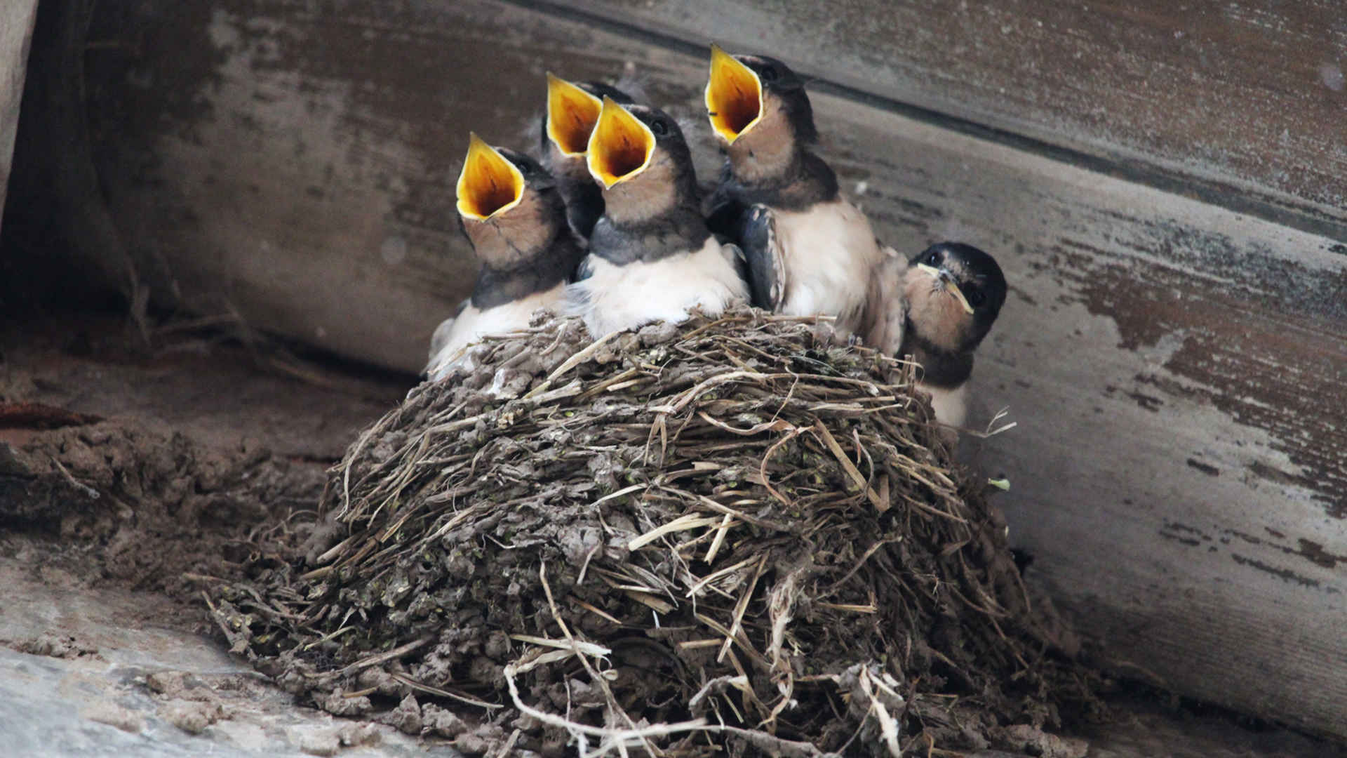 Vögel retten: Schwalben im Nest