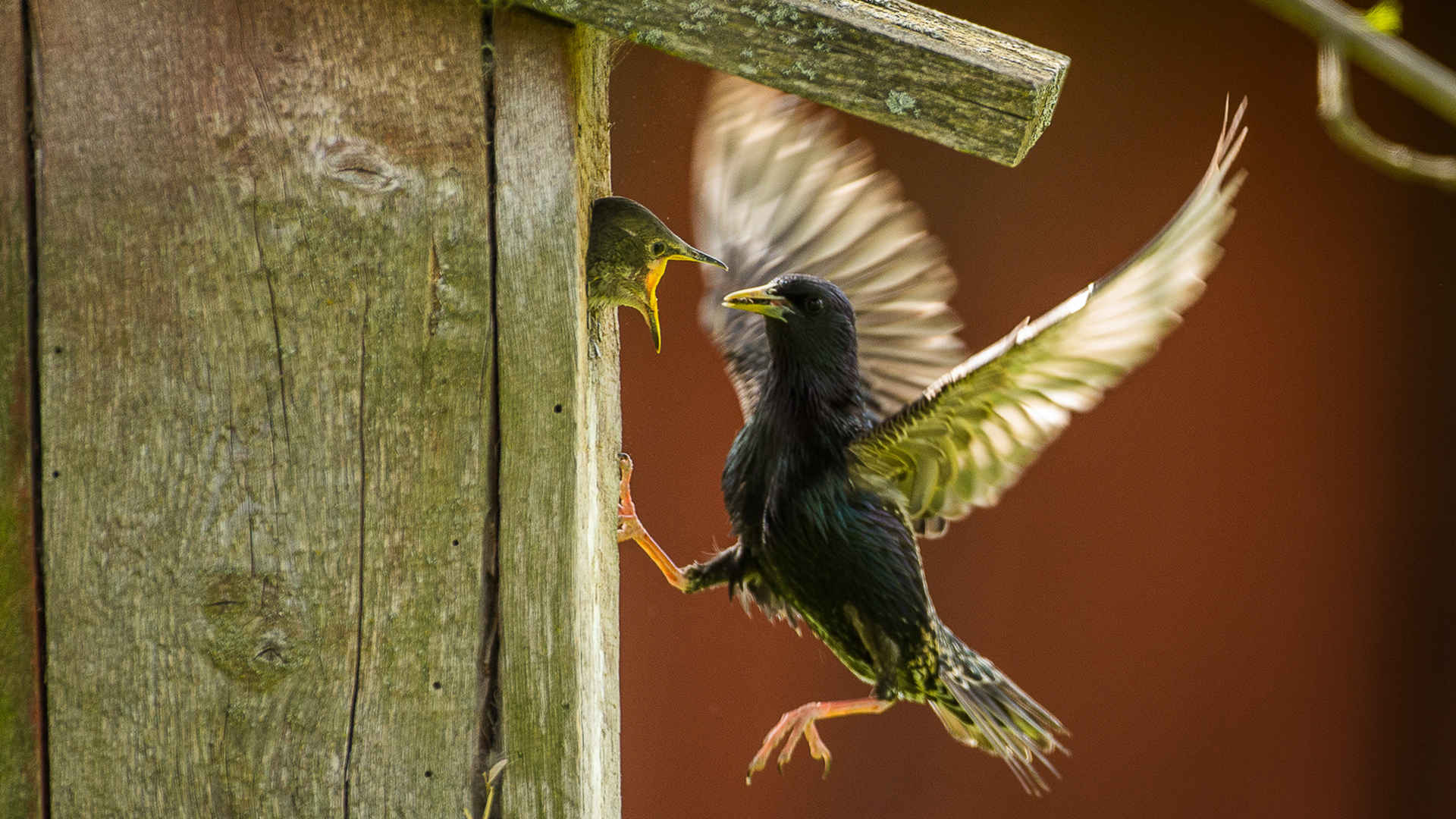 Vögel retten: Stare am Nistkasten