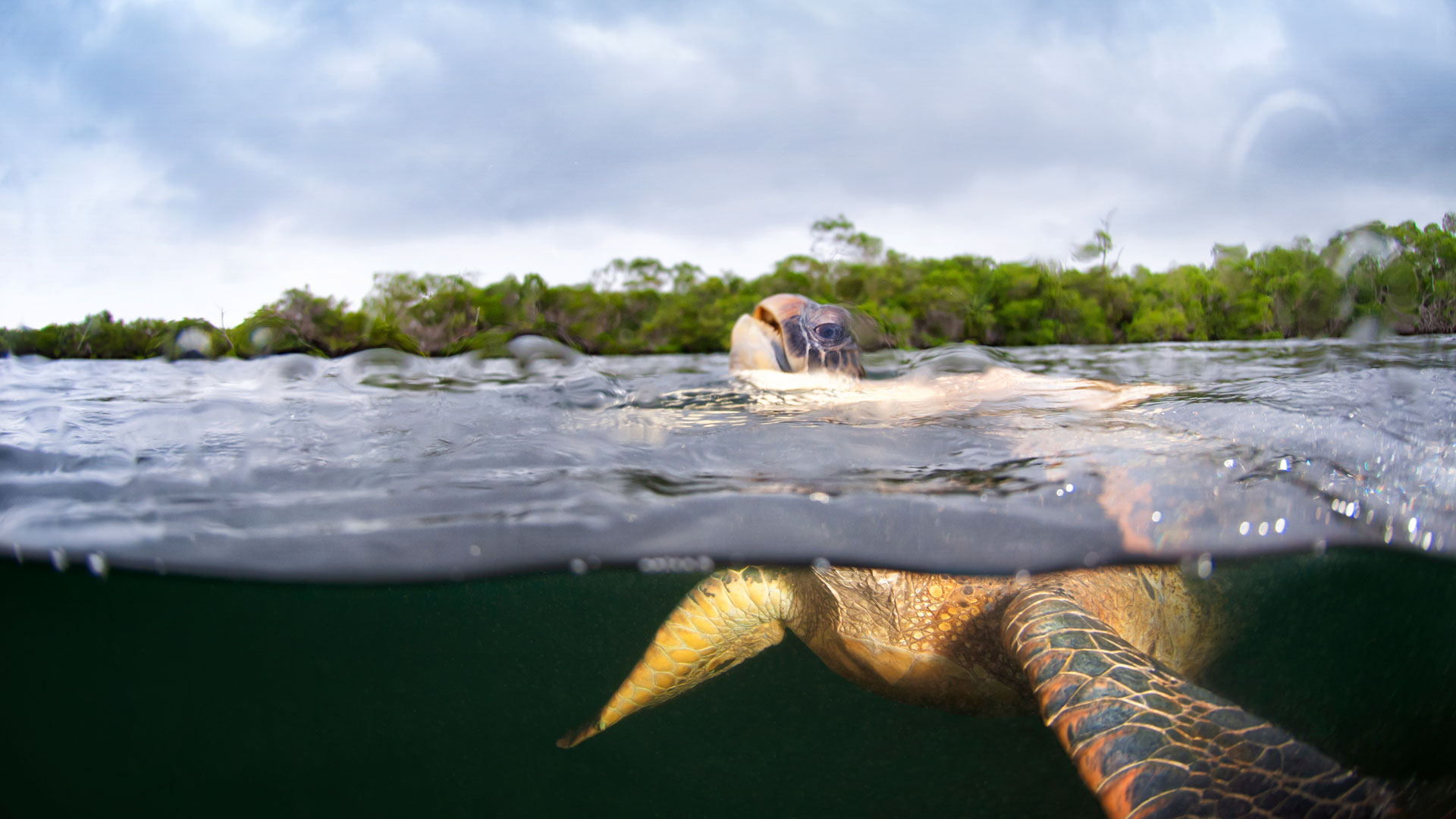 Meerschildkröte taucht auf. Wie atmen und schlafen Meeresschildkröten? 15 Fakten über die Schildkröten!