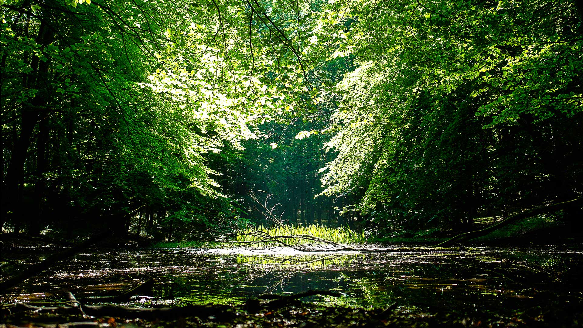 Buchenwälder in Deutschland: Lichtung