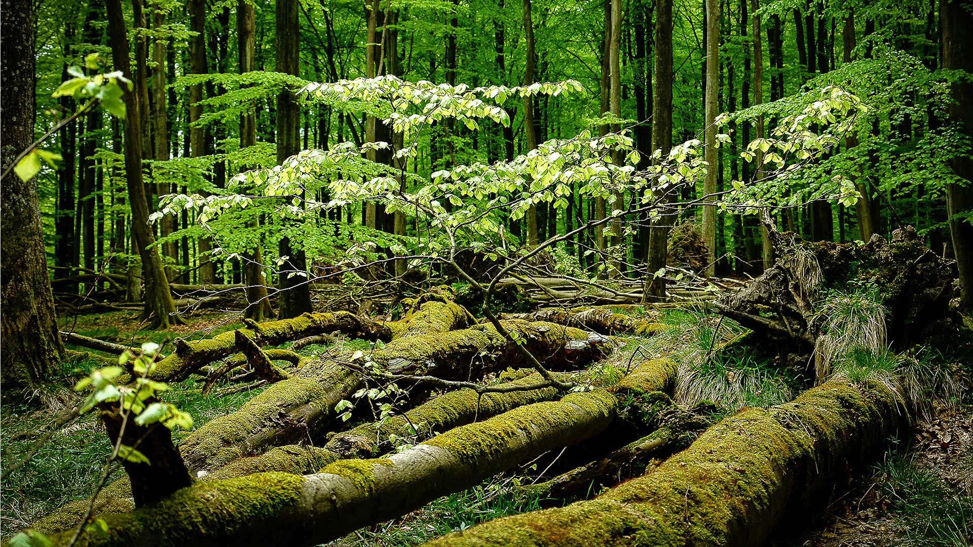 Buchenwälder Totholz