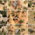 Elefantensterben in Botswana