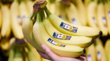 Bananen mit WWF Aufkleber im Edeka Supermarkt