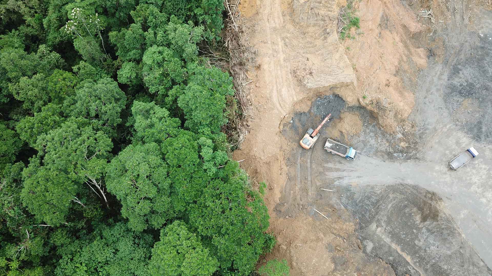 Banken können Entwaldung vorantreiben - oder das Gegenteil tun. Entwaldungsschneise auf Borneo Luftbild