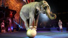 Elefant im Zirkus