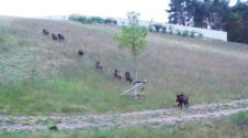 Wildscheine überqueren einen Grünbrücke in Brandenburg