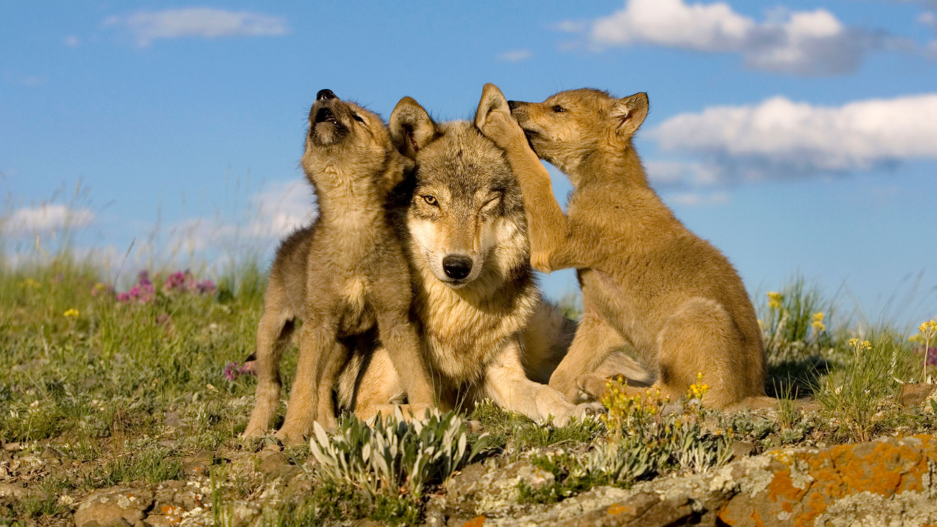 Wölfe: Wolf mit Jungen