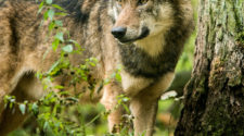 Wolf im Wald