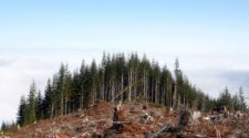 Entwaldung Bergkuppe