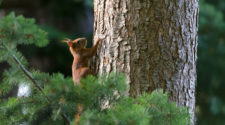 Wald entdecken: Eichhörnchen am Baum