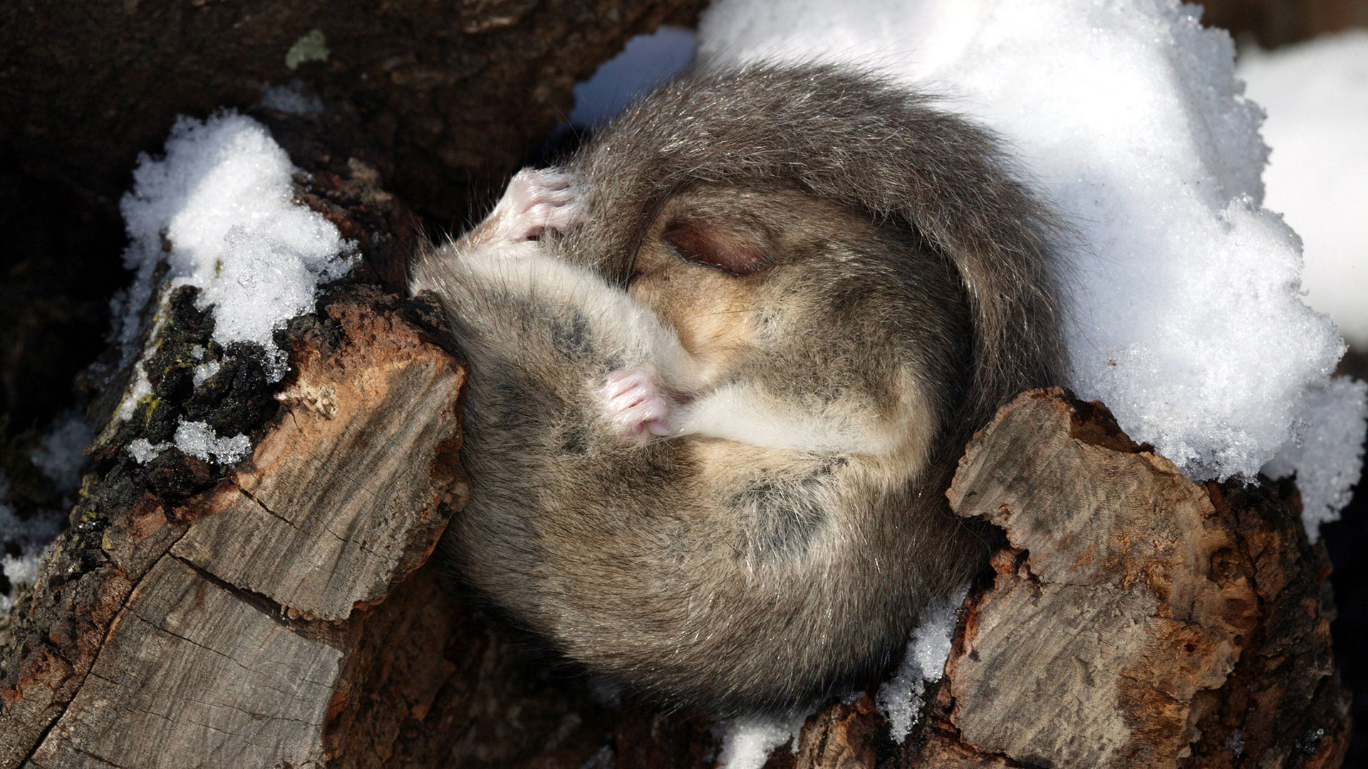 Tiere im Winter: Siebenschläfer beim Winterschlaf