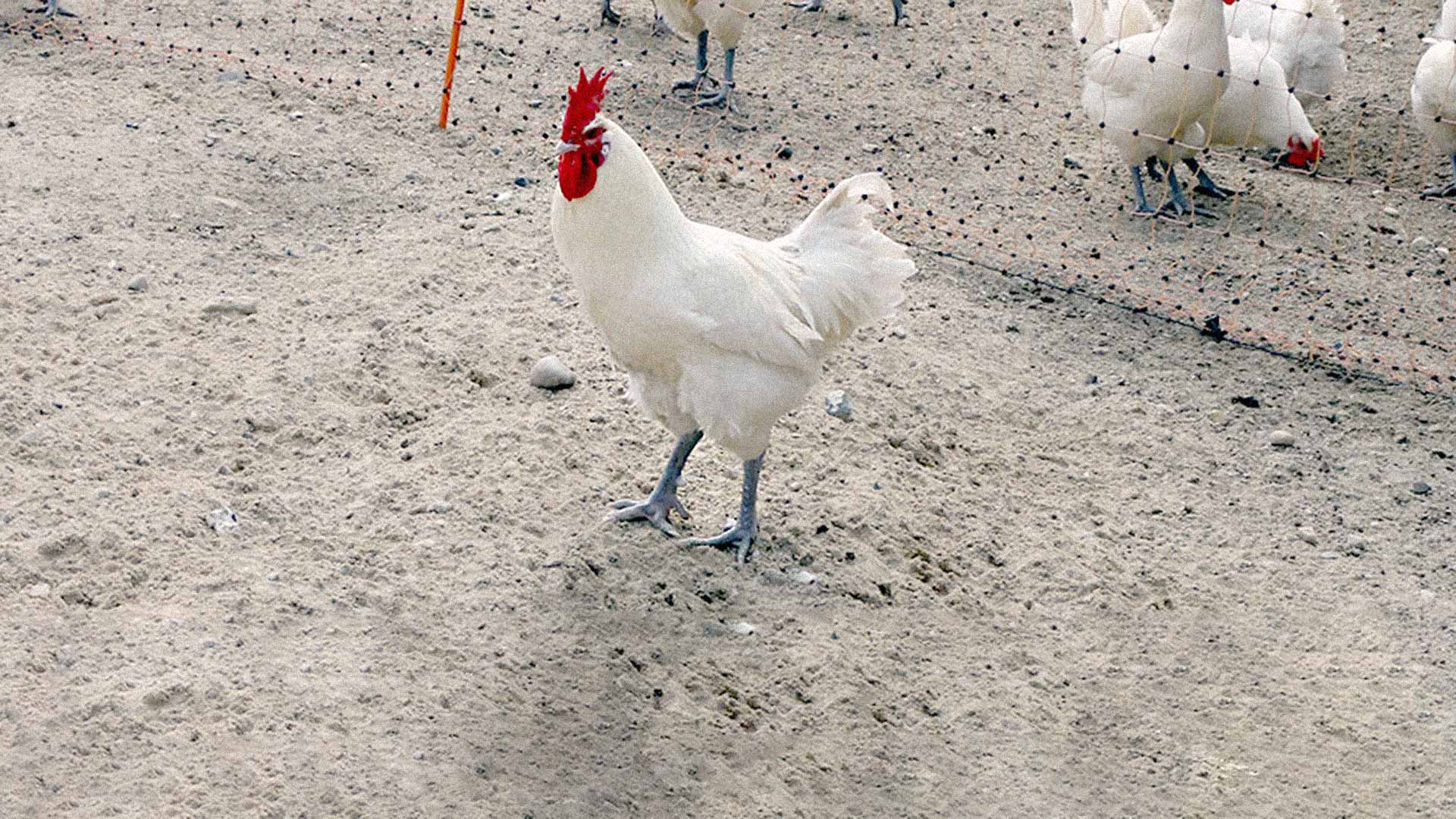 Allez les bleues! Das Zweitnutzungshuhn © Naturland Marktgesellschaft