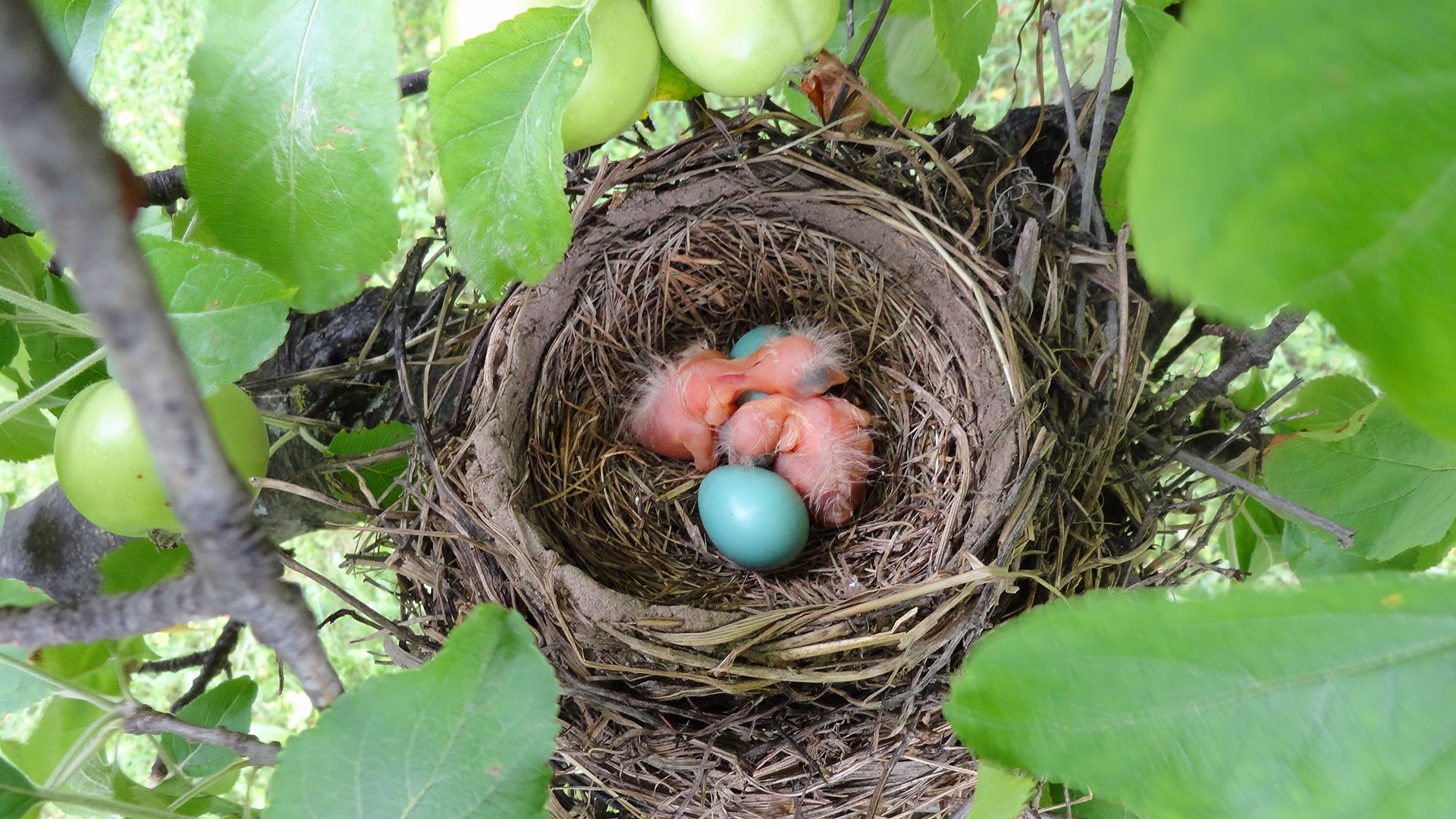 Grüne Eier im Vogelnest