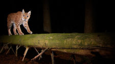 Luchs nachts auf der Jagd im Wald in Deutschland