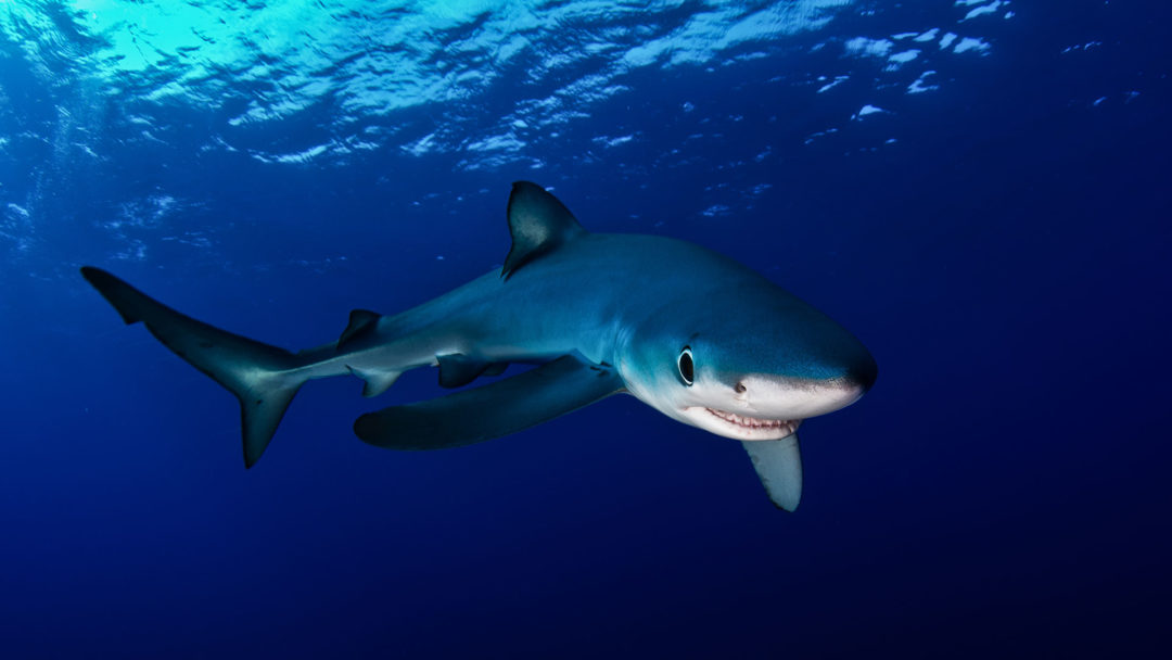 Haie und Rochen in der Nordsee WWF Blog