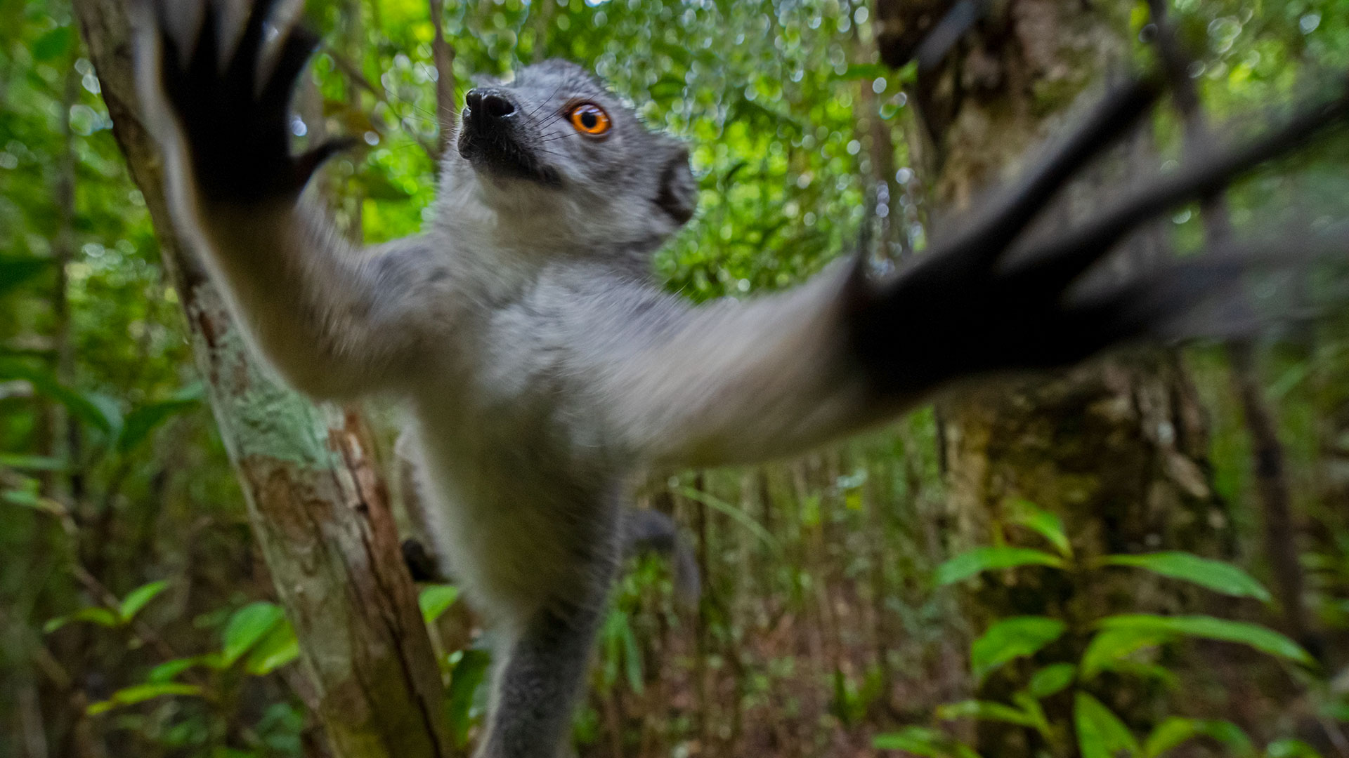 Survivor crown lemur