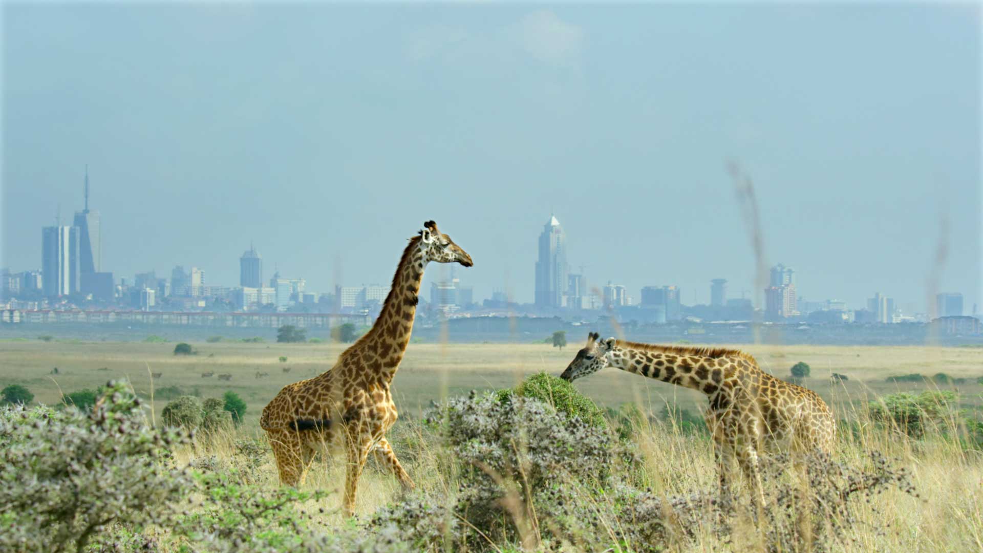 Boundaries Netflix: Giraffen vor Stadtkulisse