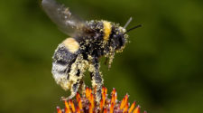 Hummeln sind erstaunliche Insekten und sehr wichtig für unser Ökosystem.