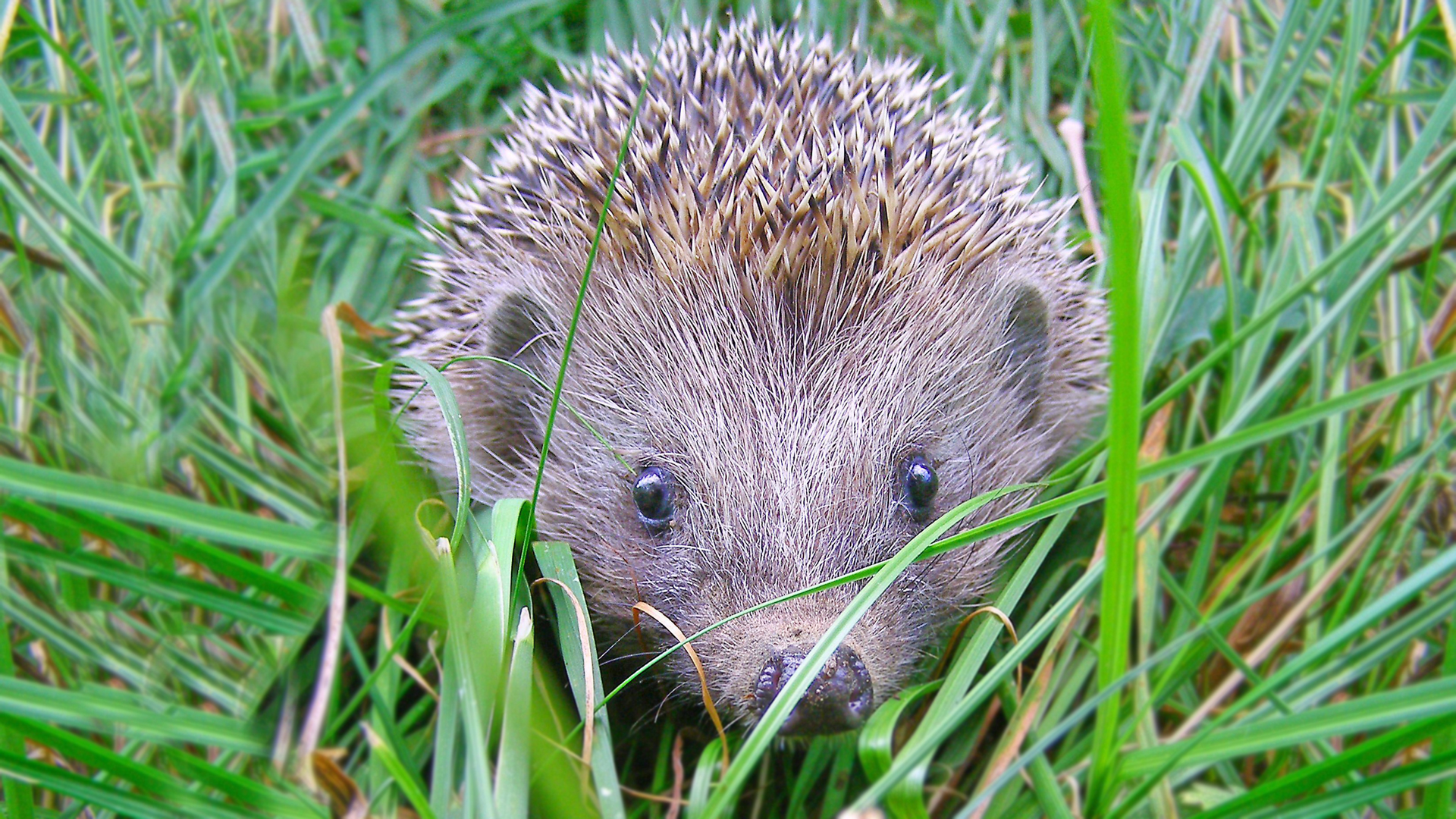 Igel im hohen Gras