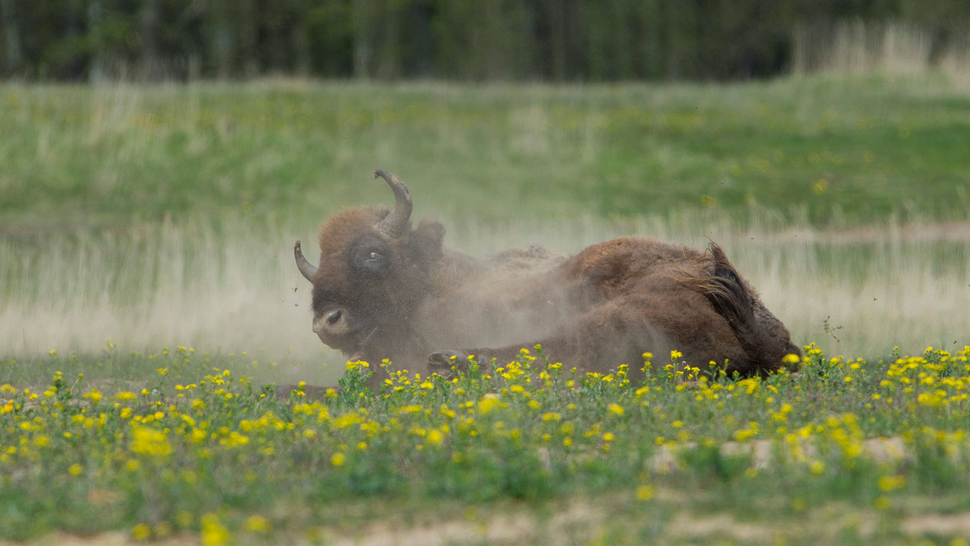 Bison are important for nature