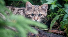 Wildkatzen, Waldkatzen: Wo leben sie? Wie erkennt man sie?