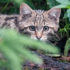 Wildkatzen, Waldkatzen: Wo leben sie? Wie erkennt man sie?