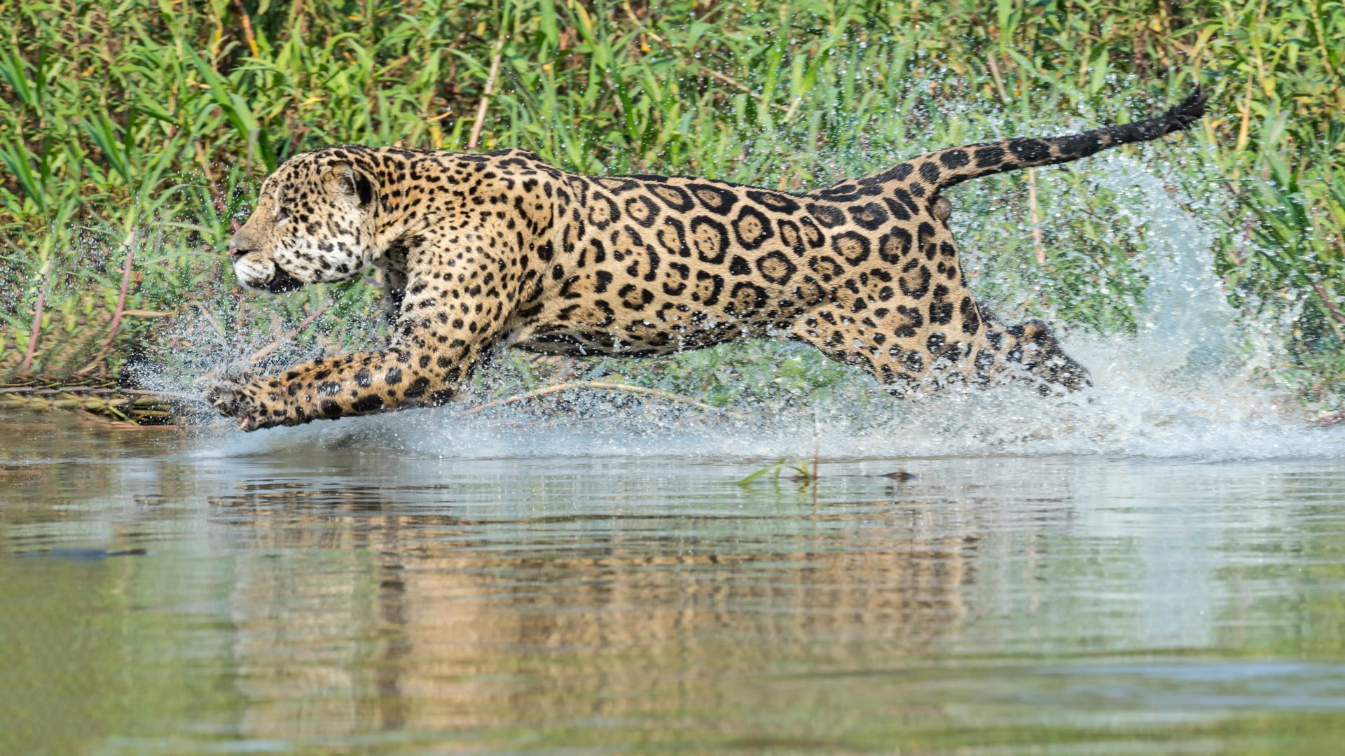 Wie groß werden Jaguare? Wie jagen sie? Was fressen sie?