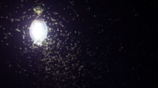 Lichtverschmutzung Motten an der Laterne