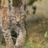 Luchs Pfalz Luchswaisenhaus