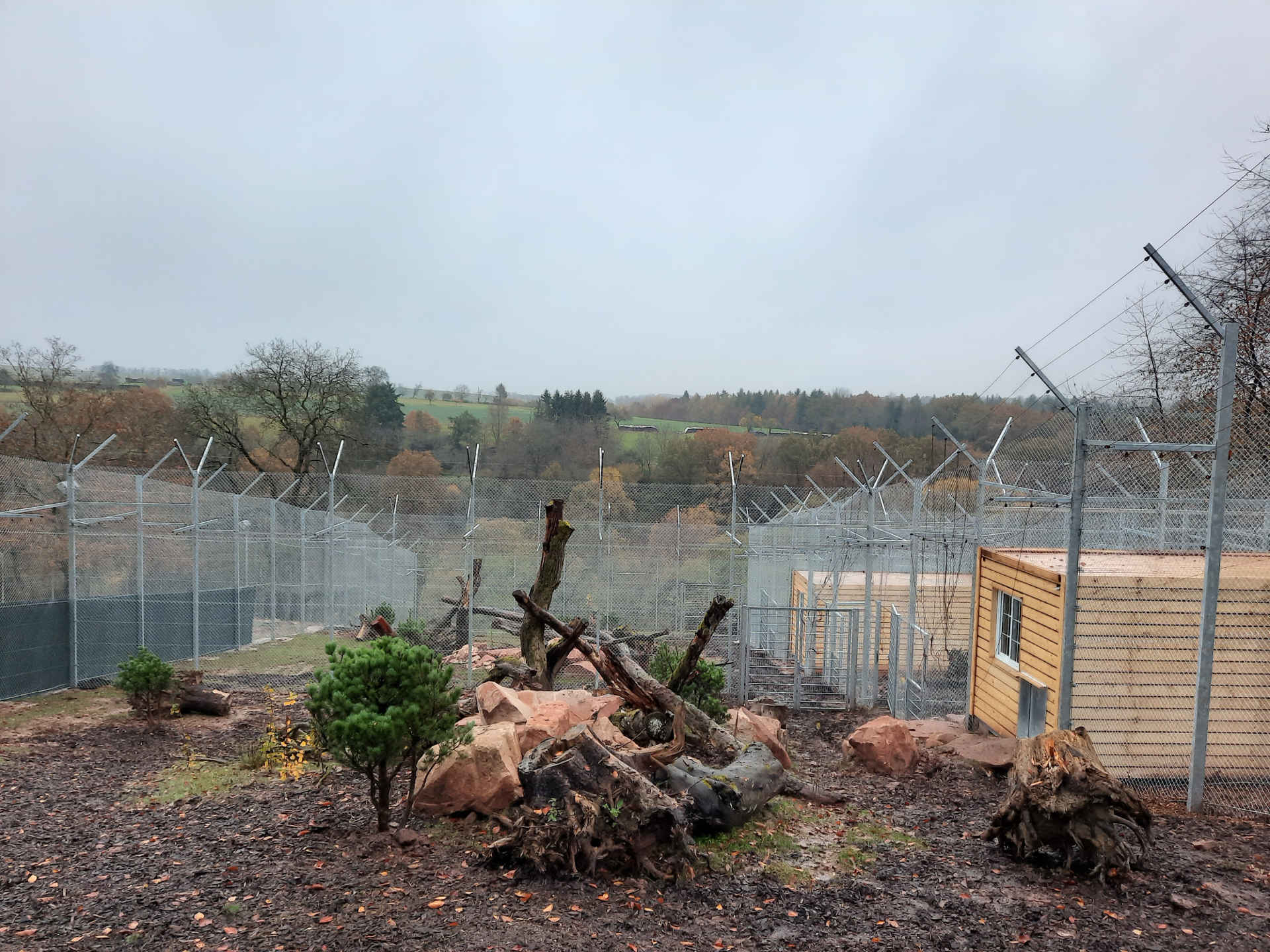 Massweiler lynx enclosure