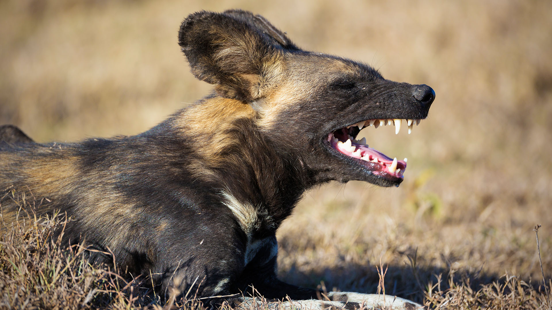 Wie jagen Wildhunde? Was fressen Wildhunde? Wie schnell sind sie?