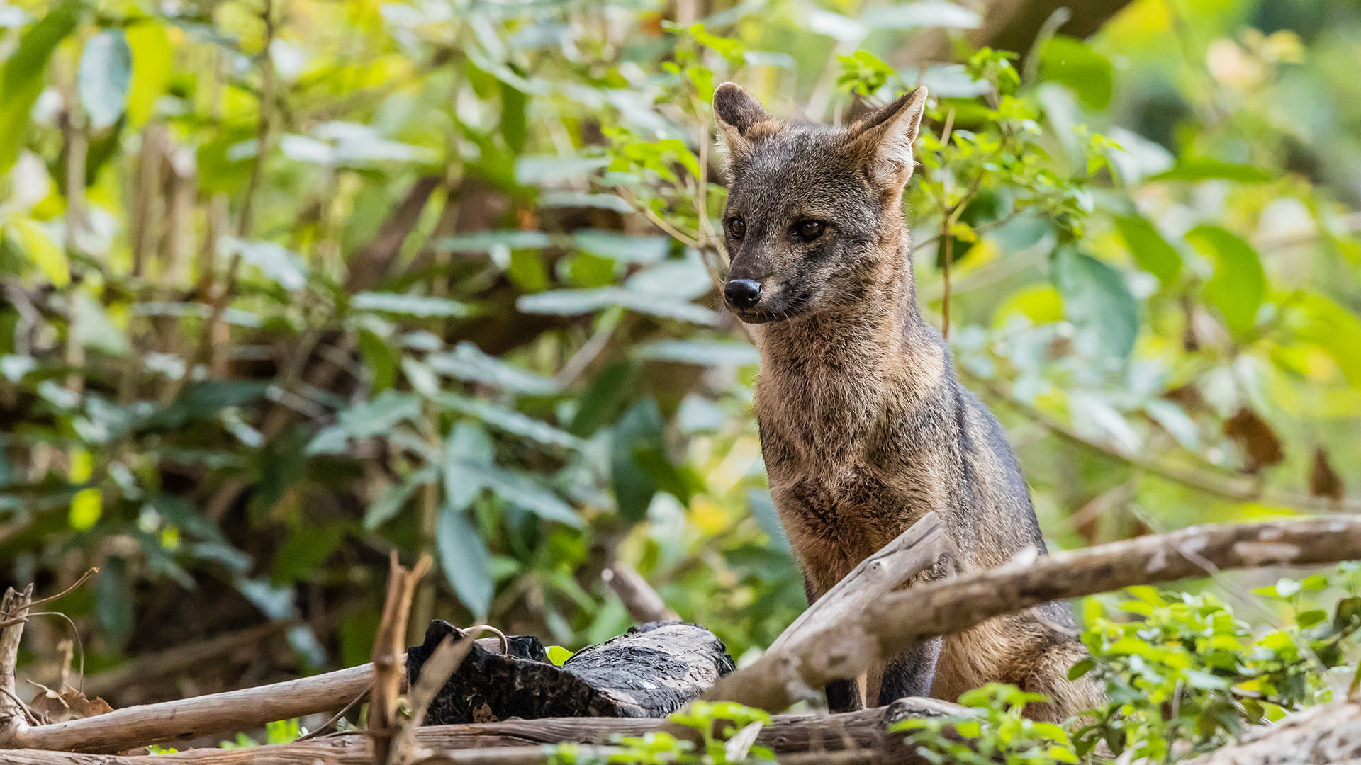 Welche Wildhunde-Arten gibt es? Wieviele Wildhunde gibt es?