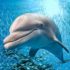 Wie lange können Delfine unter Wasser bleiben? Wie tief können sie tauchen? Wie schnell schwimmen?