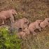 Tierischer Jahresrückblick 2021