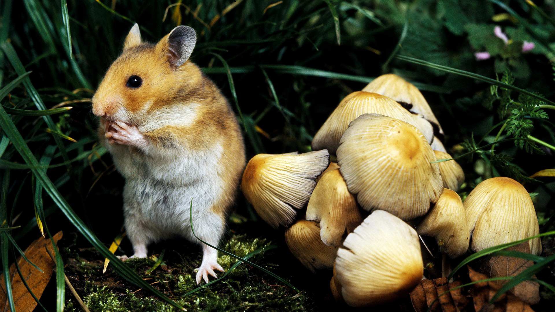 Wie sehen Goldhamster aus?