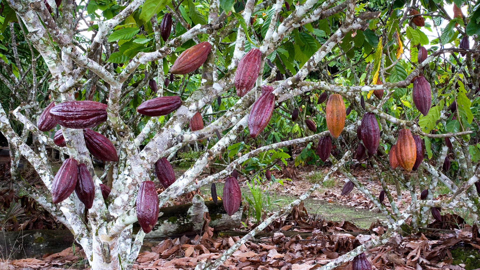 kakaoplantage