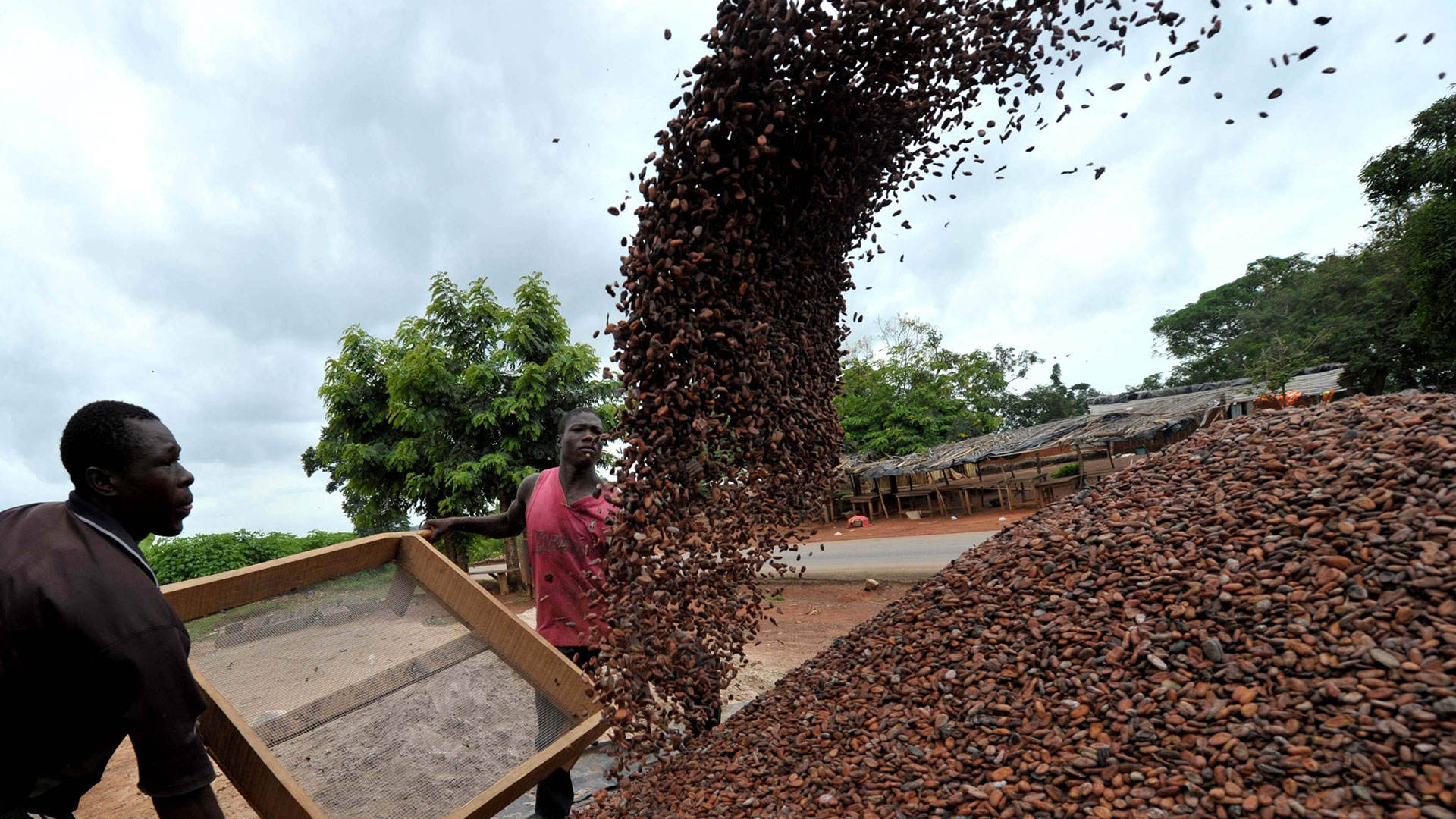 Kakao Verarbeitung für Schokolade in Afrika