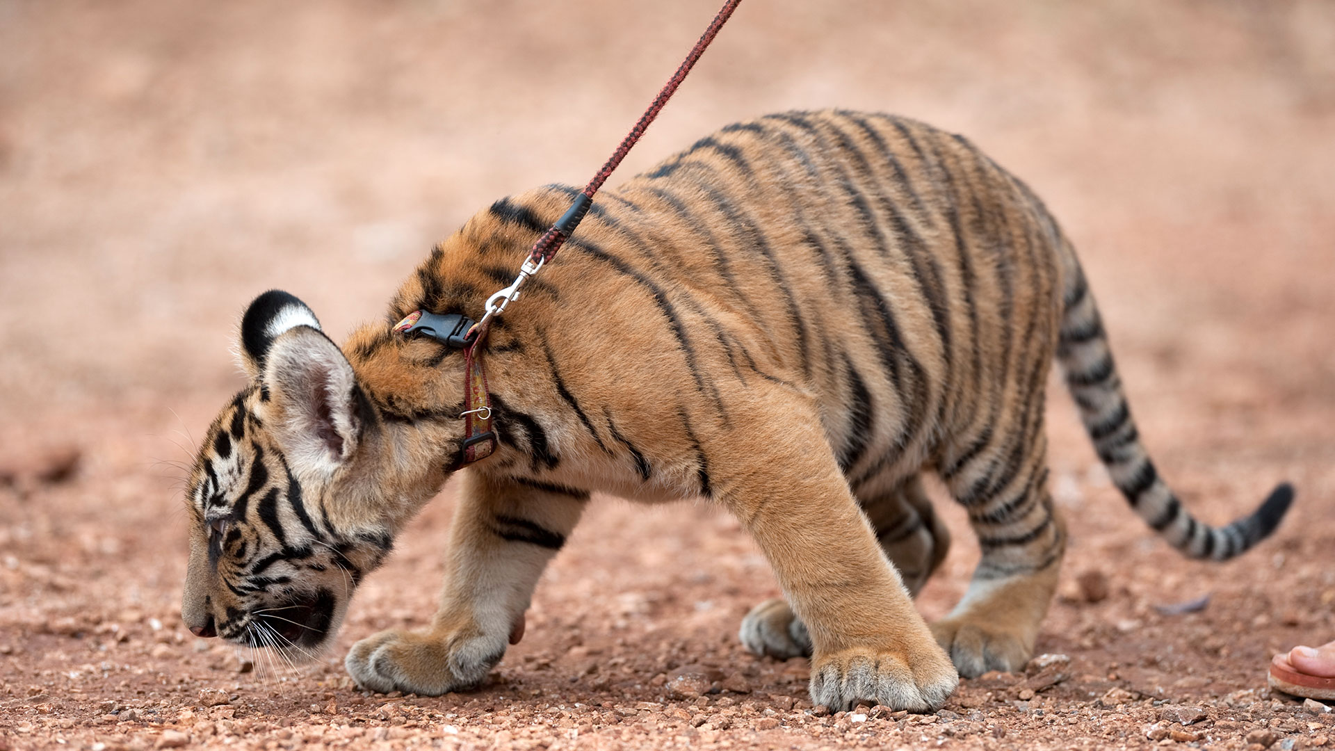 Jahr des Tigers 2022 Tiger Junges an der Leine Haustier
