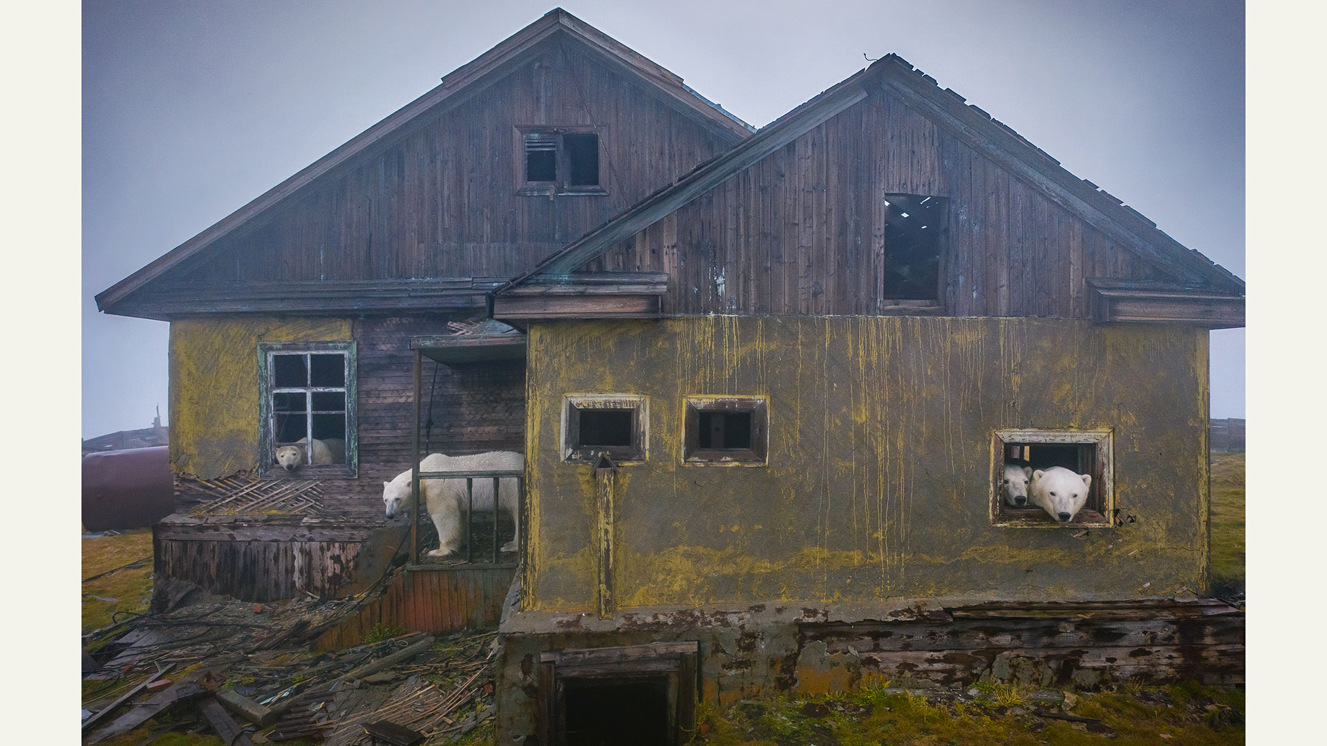 Eisbären Haus Russland 